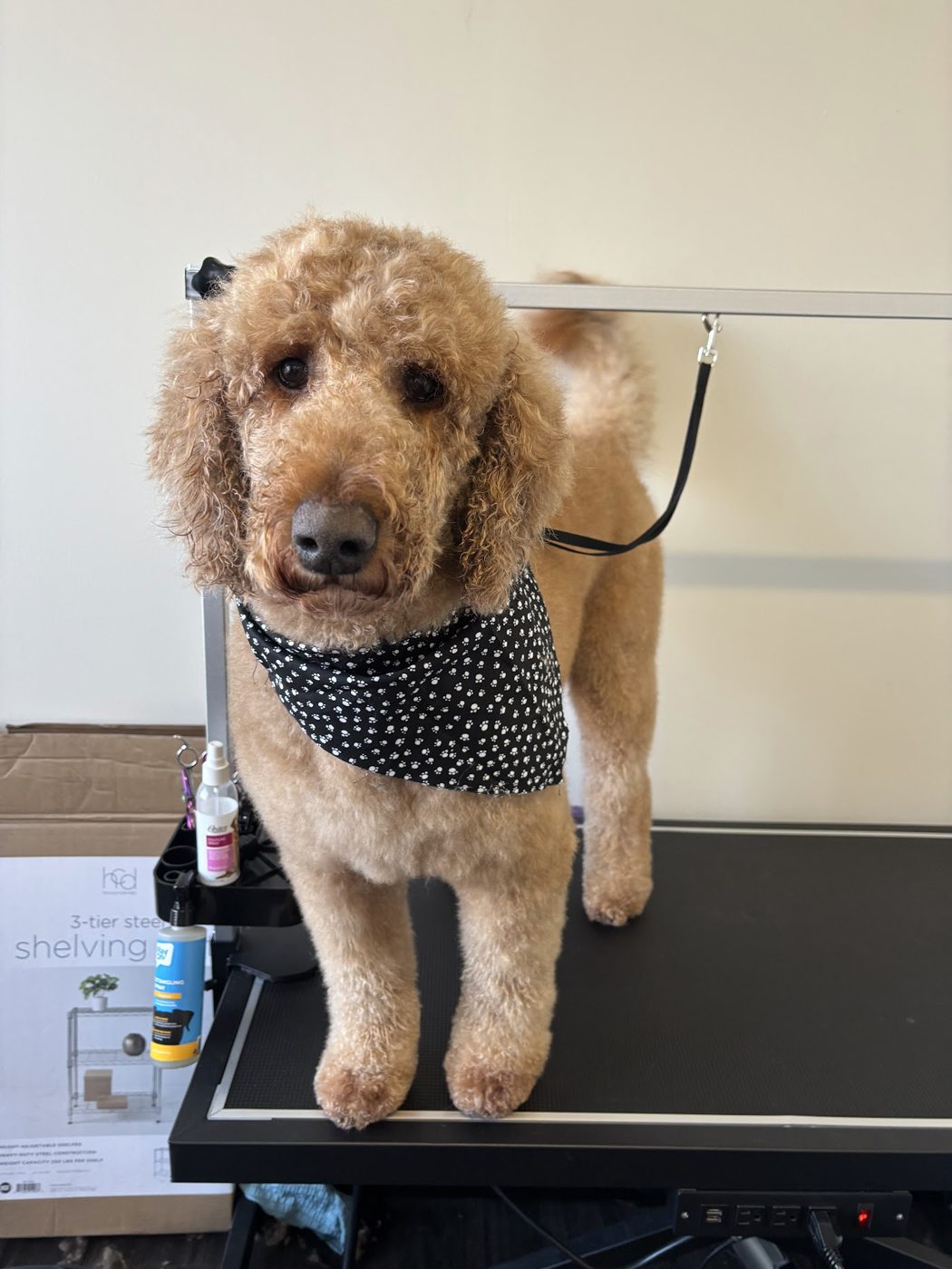 Fresh from grooming