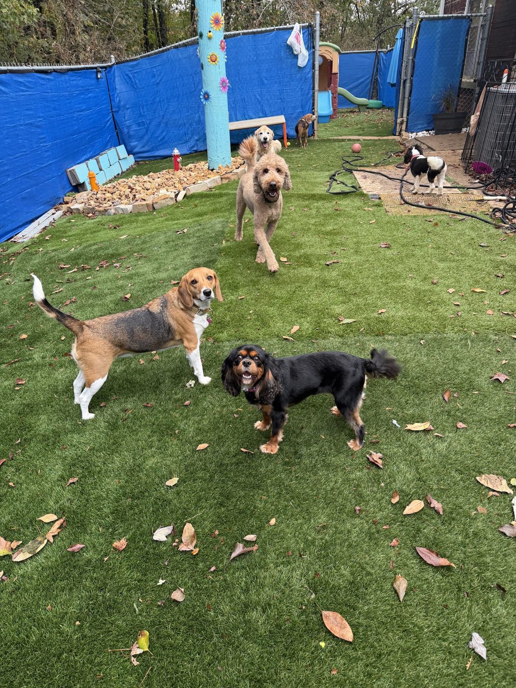 Play time at Hotel Eubarks